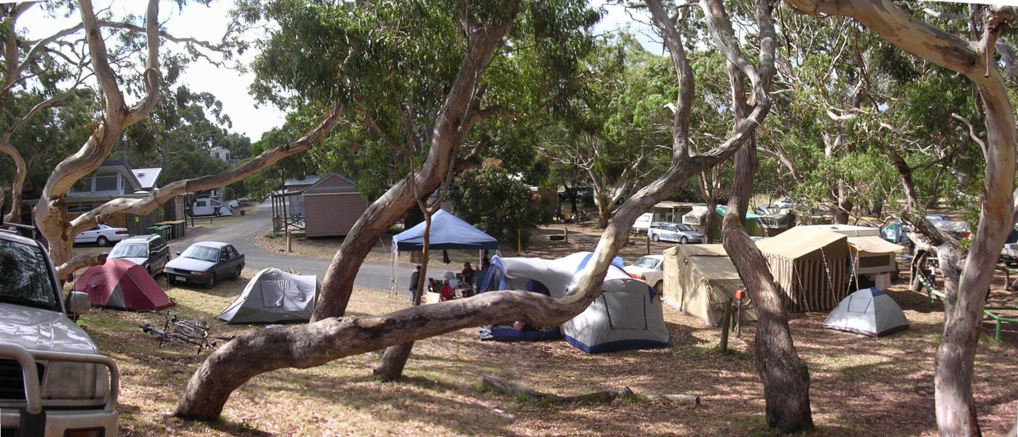 Bimbi Park - Camping Under Koalas Cape Otway Eksteriør bilde