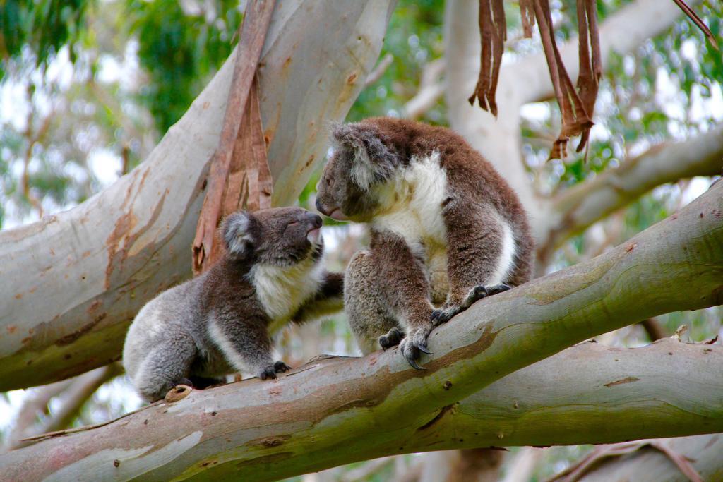 Bimbi Park - Camping Under Koalas Cape Otway Eksteriør bilde